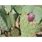 Sahuarita: Cactus