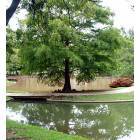 Wichita Falls: Duck Pond in Lucy Park