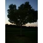 Lewisburg: Tree on Duncan Ridge Rd.