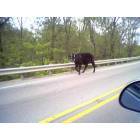 Bruceville: A cow I saw on the N State Road 550, right off of Bruceville, Indiana.