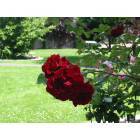 Echo: : Rose in the George Park