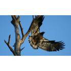 Broaddus: Junior eagle on our Lake