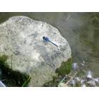 Hilliard: dragonfly at Homestead Park