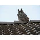 Pueblo Horned Owl