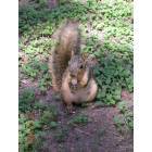 New Braunfels: Squirrel eating at Landa Park