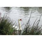 Swan in Colgate Univ pond