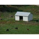 Balltown: Livestock Grazing