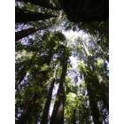 Felton: The Big Trees... looking straight up and zooming in
