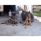 Suncoast Estates: German Shepherds Max and Ghia watching Home in Suncoast Estate, North Fort Myers