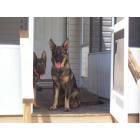 German Shepherds on the Porch of a North Fort  Myers Home