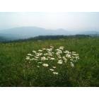 Hot Springs: : Max Patch