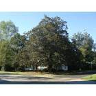 Culloden: Oldest Magnolia Tree in Georgia