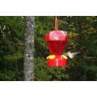 Hummingbird in Timber Ridge, Clarkesville, GA