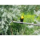 Billings: : Yellow Headed Black Bird - Riverfront Park