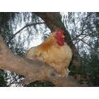 Gus the chicken in a tree