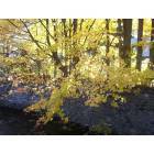Gloversville: fall leaves over the creek