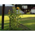 Sunflowers on South Cumberland