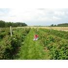 Rockford: Raspberry field, amid the rolling farm country in Rockford, Michigan