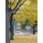 Oak Park: Oak Park in Fall