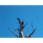 Malabar: Lonely bird on a dead tree.....