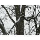 Newark: : Tree laiden with first snow showers