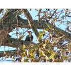 Clayton: A picture of a Pileated Woodpecker in a pecan tree; Clayton, NC