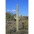 Cave Creek: Seguaro a mighty catus in Cave Creek