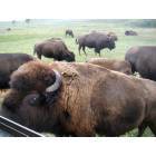 Cheyenne: Up Close and Personal with the Bison on Terry Bison Ranch