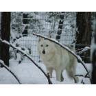 Williams: Lakota from Howling Acres Wolf Sanctuary