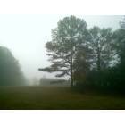 foggy morning in Palmetto