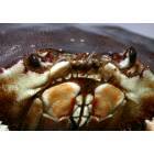 Crescent City: : Who's Eating Whom??? Crab Season in C.C.