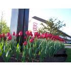 Springtime at Red Roof Inns