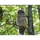 Owl in monte sano state park
