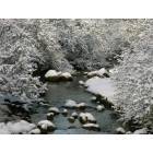 Shingletown: Creek in winter in Shingletown