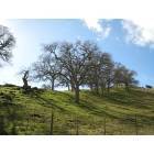Milpitas: Hill with trees in Milpitas
