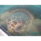 Palm Beach Gardens: : Turtles at Loggerhead