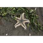 Ocean Shores: : starfish on the beach