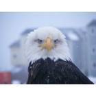 Homer: Eagle in Homer,Alaska