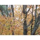 Hibbing: : Fall colors in Hibbing