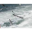 Ocracoke: Sea Gulls follow ferry boat to Ocracoke