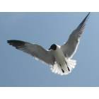 Ocracoke: Seagull
