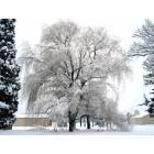 Oak Grove: Snowy Willow