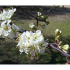 Foreman: Plum Beautiful ~ A plum tree from Foreman Revival Church lawn