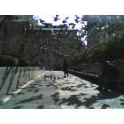Pittsburgh: : Pigeons in Mellon Square