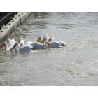 Poydras: Carnarva canal, pelicans feed on fish here