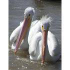 Poydras: Carnarva canal, pelicans feed on fish here