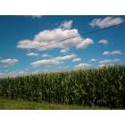 Cullom: corn field