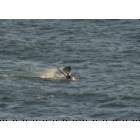 Port Orford: : Whale Tail