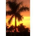 Fort Lauderdale: : Palm Tress