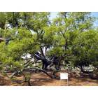 This is the Friendship Oak at the University of Southern Mississippi Gulf Park campus.  It is 500+ years old!